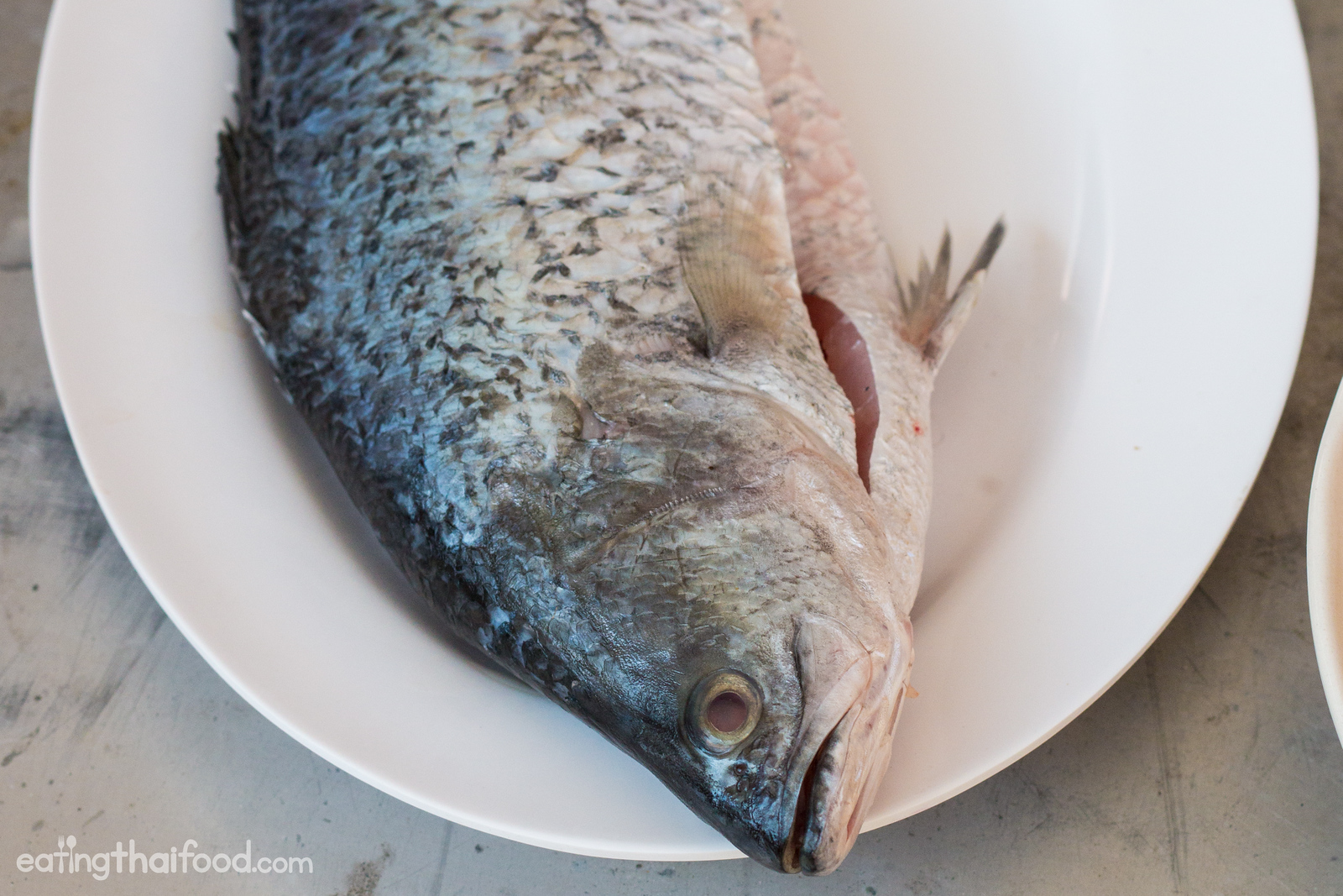 fish