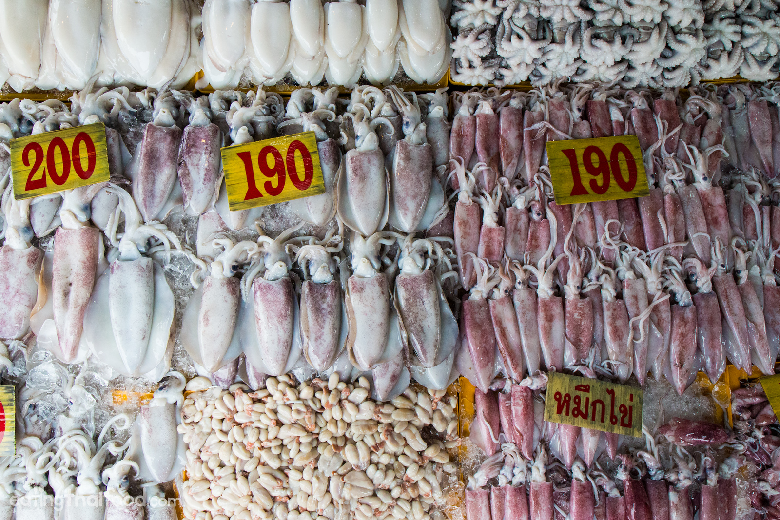 Thai squid
